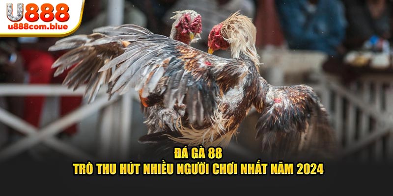 Đá Gà 88 - Trò Thu Hút Nhiều Người Nhất Năm 2024 Tại U888